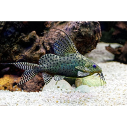 Synodontis eupterus - 3 cm