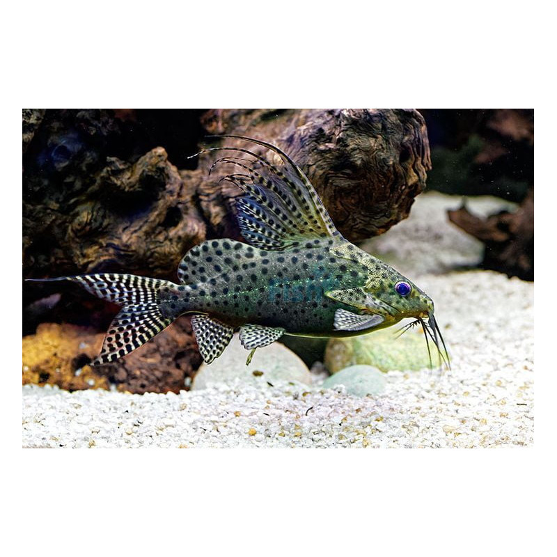 Synodontis eupterus - 3 cm