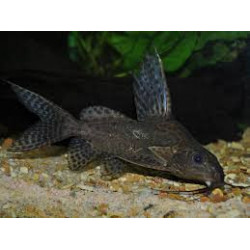 Synodontis multipunctatus sp. black - 3 - 4 cm