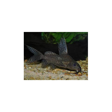Synodontis multipunctatus sp. black - 3 - 4 cm