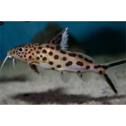 Synodontis multipunctatus sp. silver - 4 cm