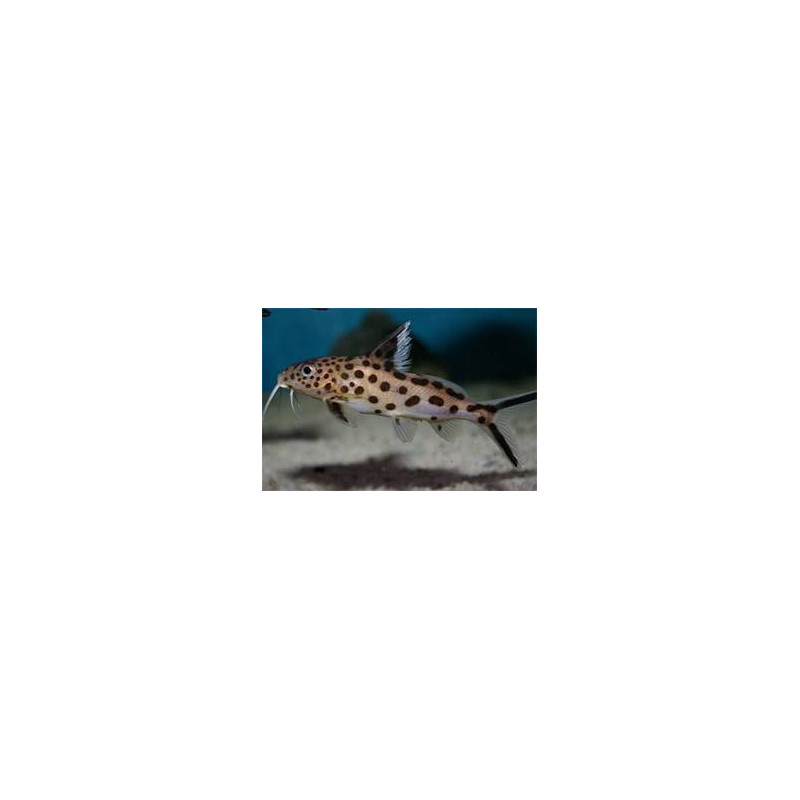 Synodontis multipunctatus sp. silver - 4 cm