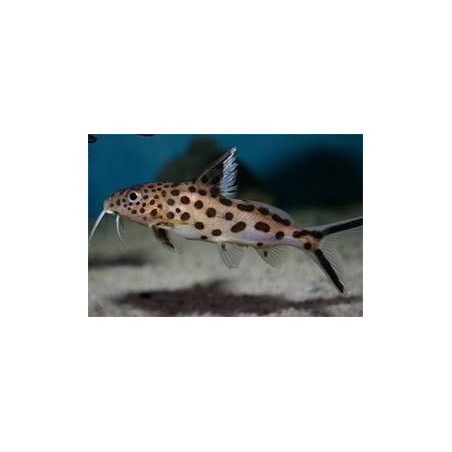 Synodontis multipunctatus sp. silver - 4 cm