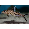 Synodontis multipunctatus sp. silver - 4 cm