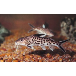 Synodontis multipunctatus sp. - 3 - 4 cm