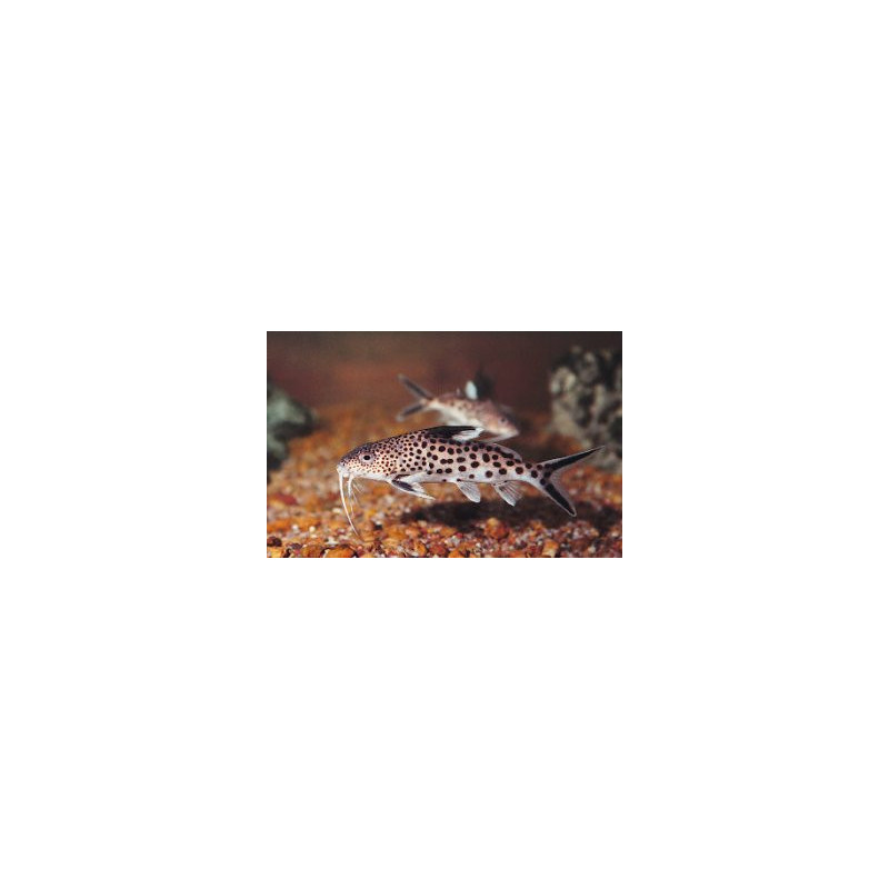 Synodontis multipunctatus sp. - 3 - 4 cm