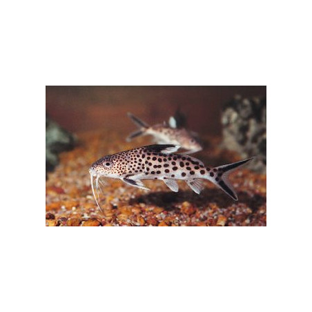 Synodontis multipunctatus sp. - 3 - 4 cm