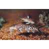 Synodontis multipunctatus sp. - 2.5 - 3 cm