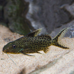 Synodontis njassae - 4 cm