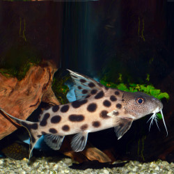 Synodontis ocellifer - 4.5 - 5 cm
