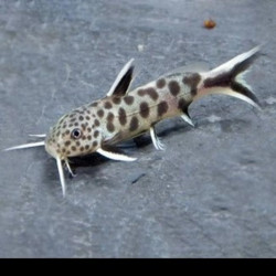Synodontis petricola pink - 2 - 3 cm