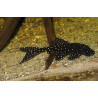 Acanthicus adonis - 3.5 - 5 cm