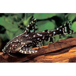 Agamyxis albomaculatus - 3 - 3.5 cm