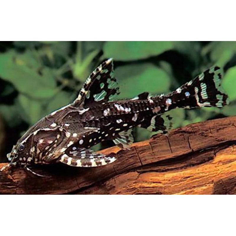Agamyxis albomaculatus - 3 - 3.5 cm