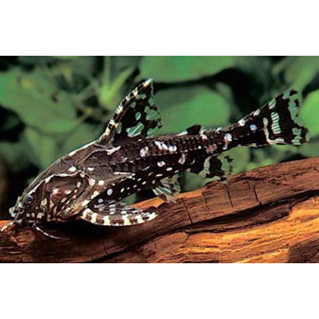 Agamyxis albomaculatus - 3 - 3.5 cm