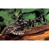 Agamyxis albomaculatus - 3 - 3.5 cm