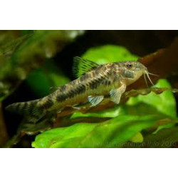Aspidoras spilotus - 2 - 2.5 cm