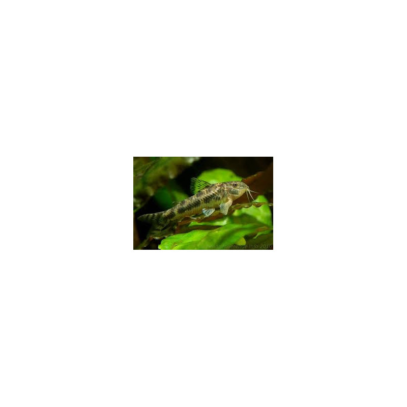 Aspidoras spilotus - 2 - 2.5 cm