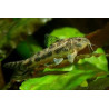 Aspidoras spilotus - 2 - 2.5 cm