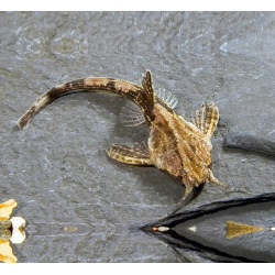 Bunocephalus coracoideus - 5 - 7 cm