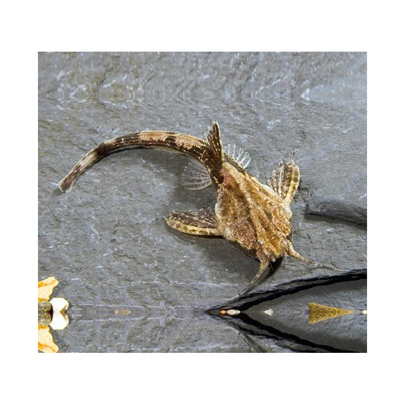 Bunocephalus coracoideus - 5 - 7 cm