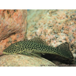 Chaetostoma thomsoni - 5 cm