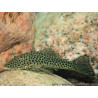 Chaetostoma thomsoni - 5 cm