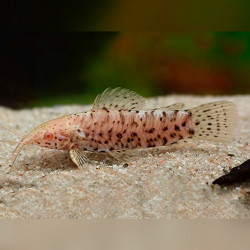 Hoplosternum thoracatum - 4 - 4.5 cm