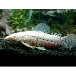 Hoplosternum thoracatum albino - 3 - 4 cm