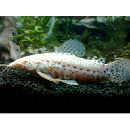 Hoplosternum thoracatum albino - 3 - 4 cm