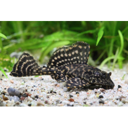 L001 Glyptoperichthys joselimae 4 - 5 cm