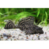 L001 Glyptoperichthys joselimae 4 - 5 cm