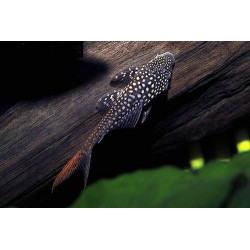 L178 Lasiancistrus sp. - 5 - 7 cm