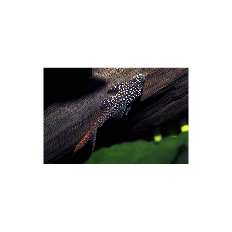 L178 Lasiancistrus sp. - 5 - 7 cm