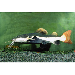 Phractocephalus hemiliopterus var. - 3.5 - 5 cm