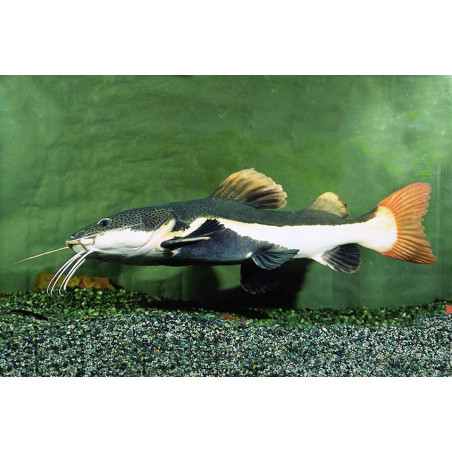 Phractocephalus hemiliopterus var. - 3.5 - 5 cm