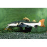 Phractocephalus hemiliopterus var. - 3.5 - 5 cm