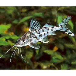 Pimelodus pictus - 6 - 7 cm