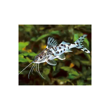 Pimelodus pictus - 6 - 7 cm