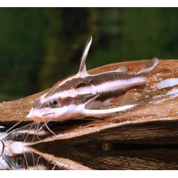 Platydoras costatus - 2 - 2.5 cm