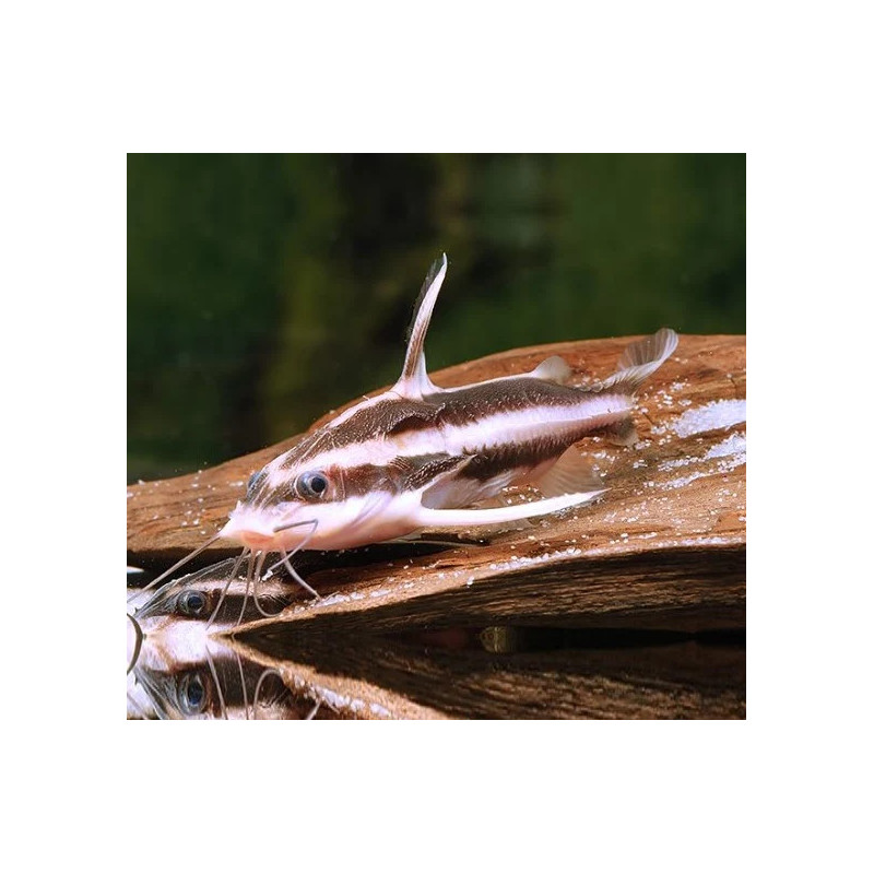 Platydoras costatus - 2 - 2.5 cm