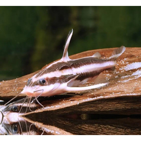 Platydoras costatus - 2 - 2.5 cm