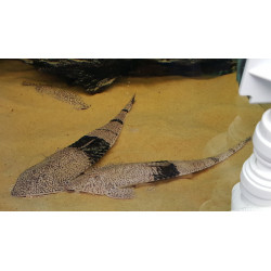 Pseudohemiodon apithanos - 15 - 20 cm
