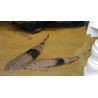 Pseudohemiodon apithanos - 15 - 20 cm