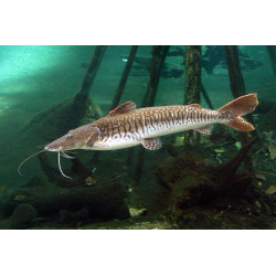Pseudoplatystoma fasciatum - 6 - 8 cm