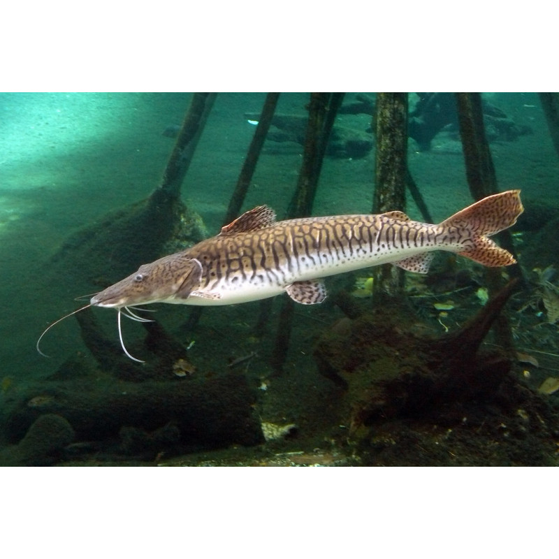 Pseudoplatystoma fasciatum - 6 - 8 cm
