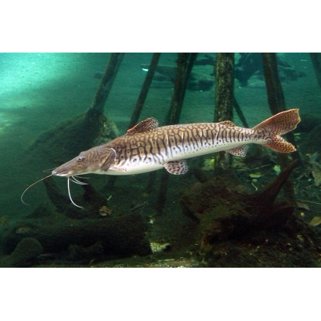 Pseudoplatystoma fasciatum - 6 - 8 cm