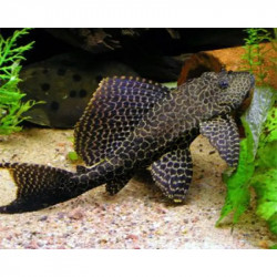 Pterygoplichthys gibbiceps - 15 - 20 cm