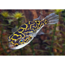 Tetraodon nigroviridis - 2 - 3 cm