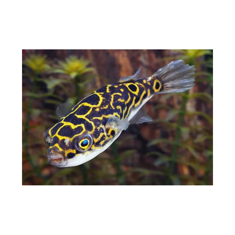 Tetraodon nigroviridis - 2 - 3 cm